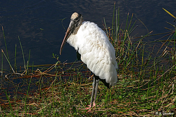 Wood Stork